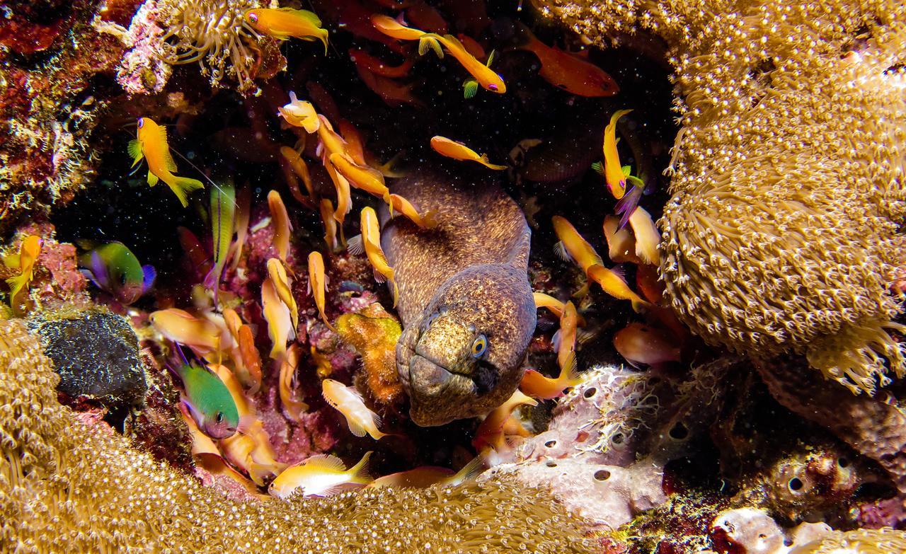 Gecko Nature Lodge Home Of Swahili Divers The Best Dive Center And Famous Gecko Restaurant Verani Exterior foto