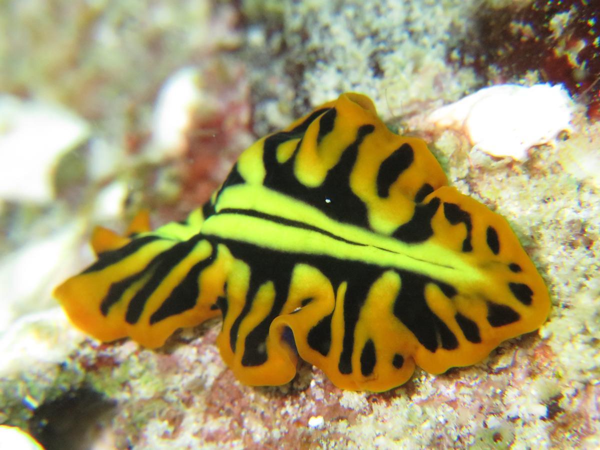 Gecko Nature Lodge Home Of Swahili Divers The Best Dive Center And Famous Gecko Restaurant Verani Exterior foto