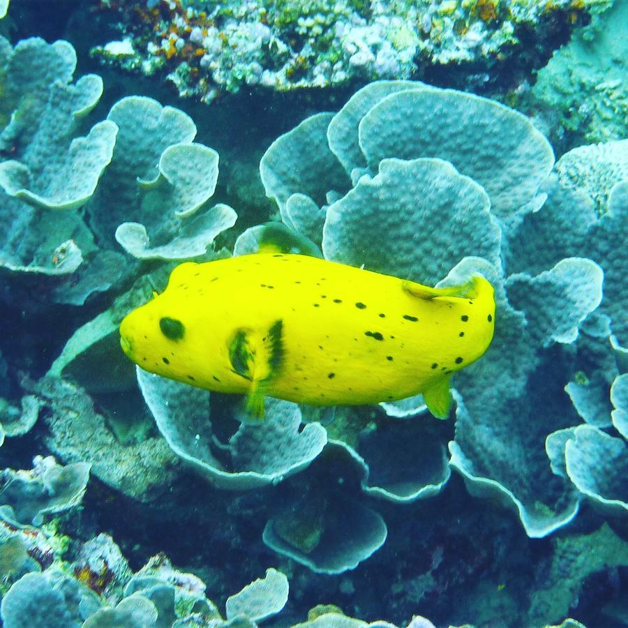 Gecko Nature Lodge Home Of Swahili Divers The Best Dive Center And Famous Gecko Restaurant Verani Exterior foto