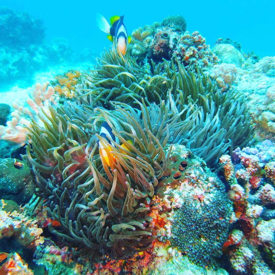 Gecko Nature Lodge Home Of Swahili Divers The Best Dive Center And Famous Gecko Restaurant Verani Exterior foto