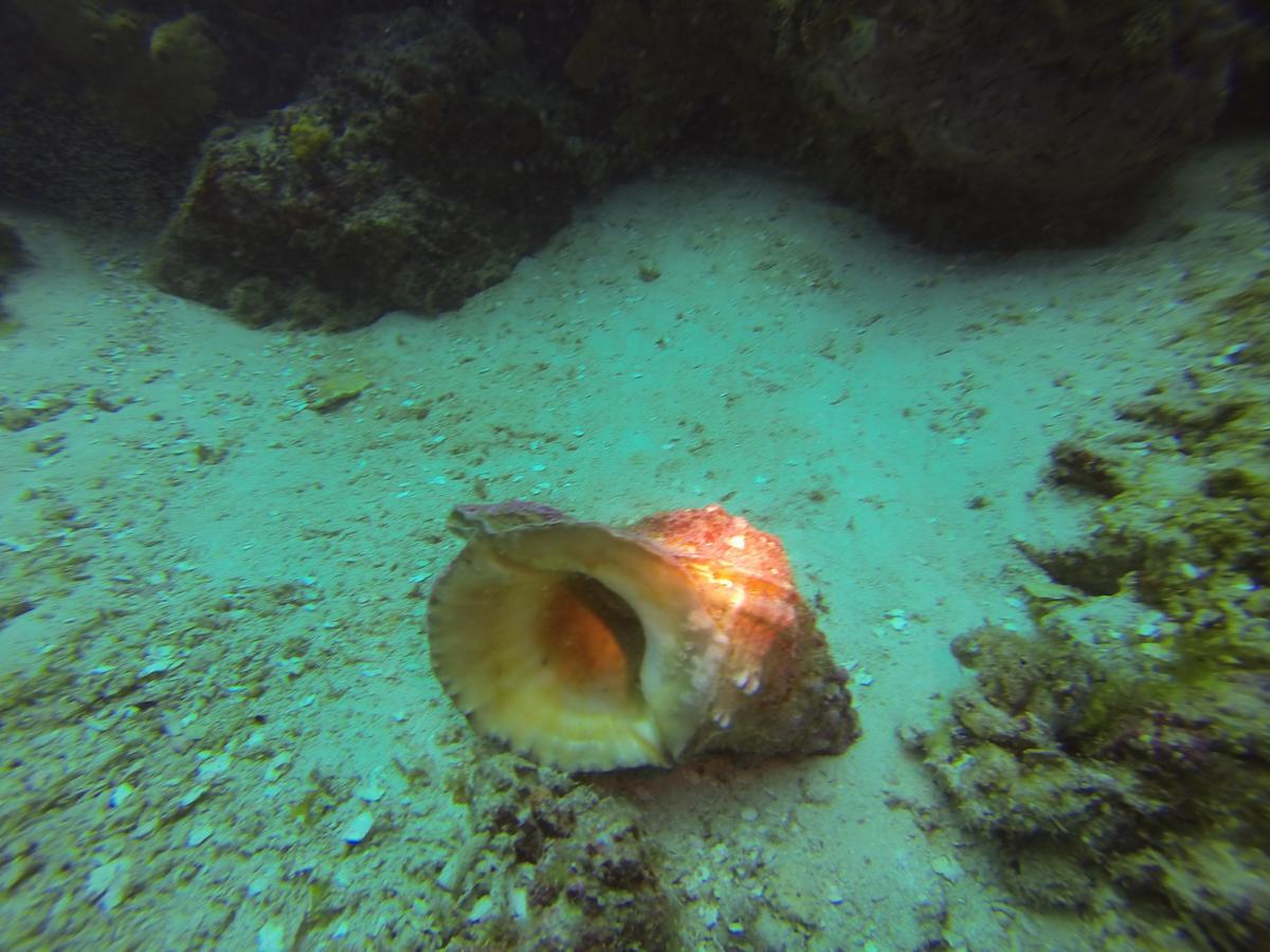 Gecko Nature Lodge Home Of Swahili Divers The Best Dive Center And Famous Gecko Restaurant Verani Exterior foto